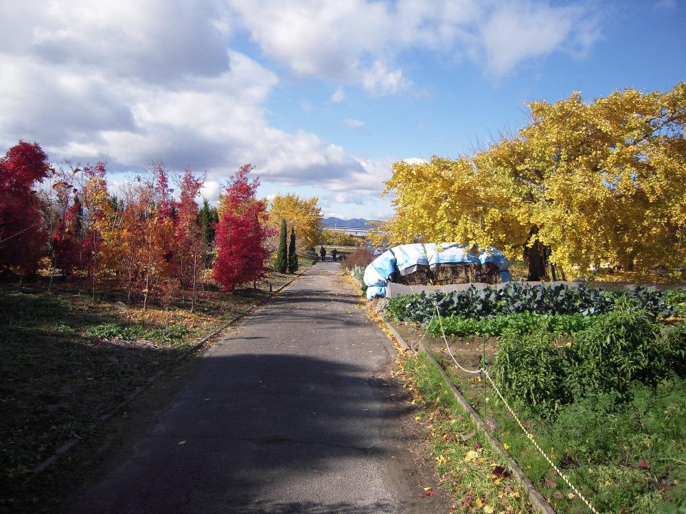 祖父江銀杏 012.jpg